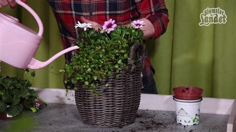 plantera anemoner i kruka