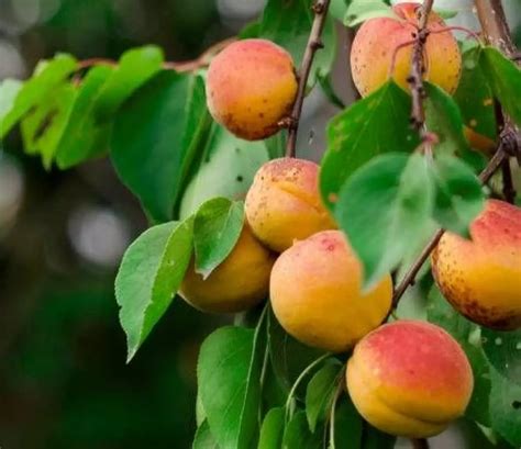 plantera aprikosträd