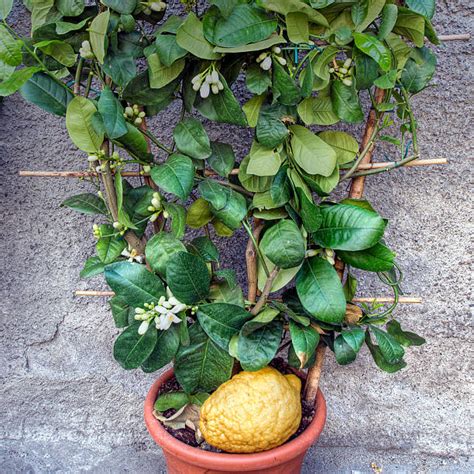 plantera citron