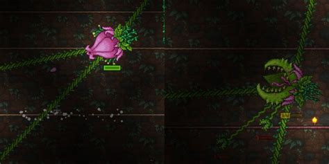 plantera hallonskott