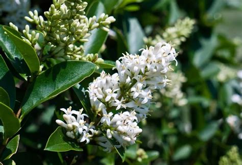 plantera liguster höst