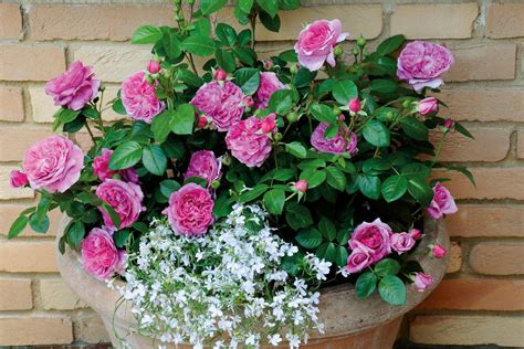 plantera rosor i mars