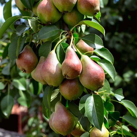 plantera rotskott päronträd