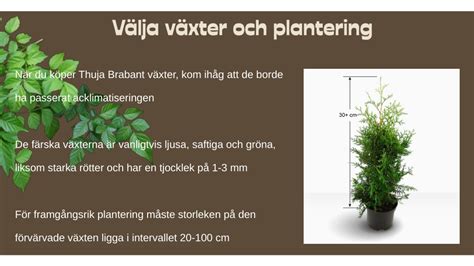 plantera saftiga växter