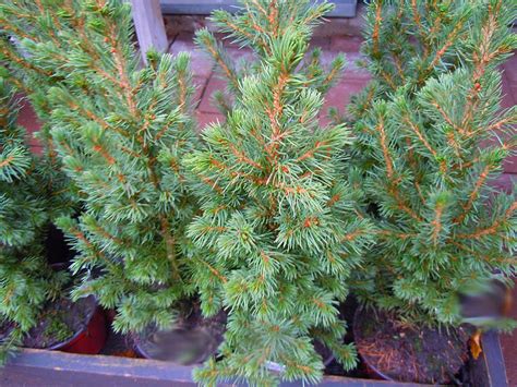 plantera sockertoppsgran