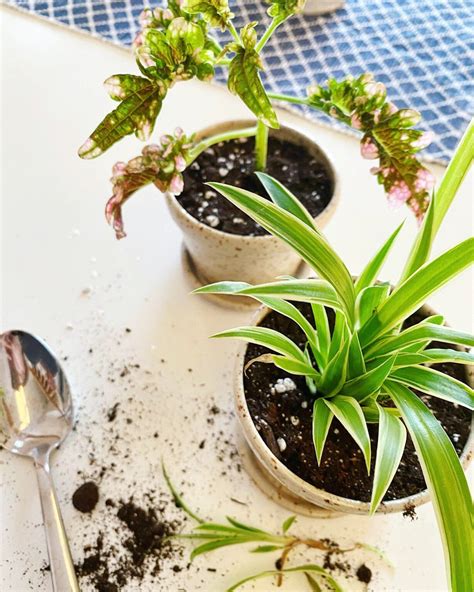 plantera sticklingar