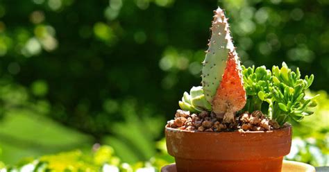 plantera succulent ute