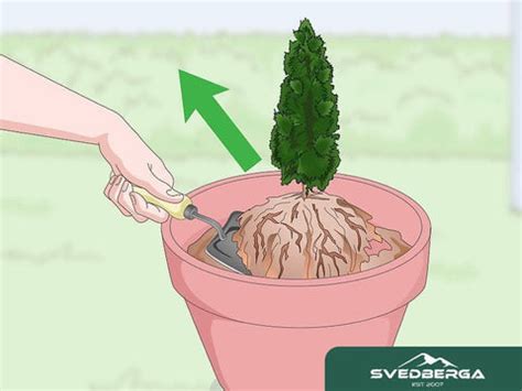 plantera thuja i kruka