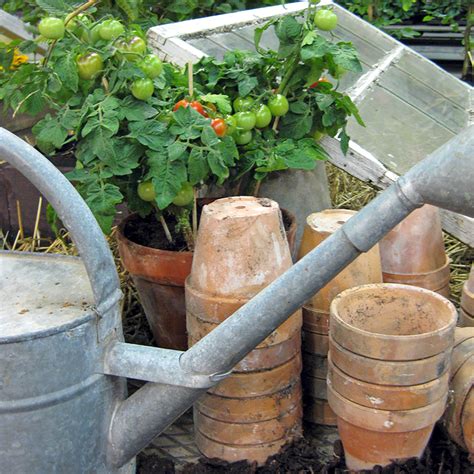 plantera tomat inomhus