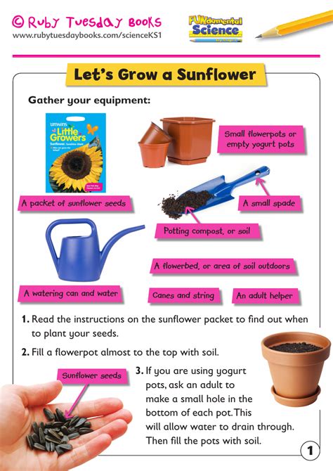 Planting A Seed Instructions Teaching Resources Steps To Planting A Seed Worksheet - Steps To Planting A Seed Worksheet