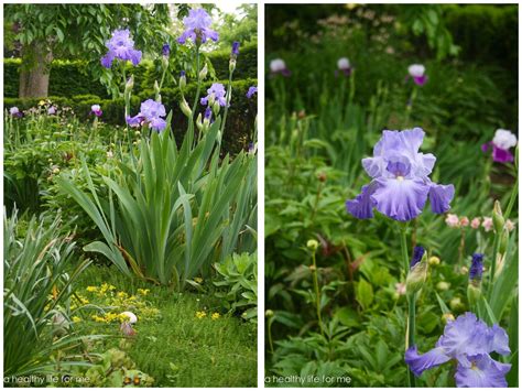 planting bearded iris in spring