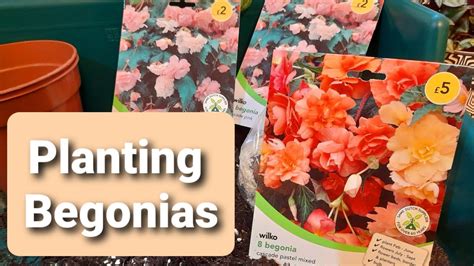 planting begonia corms in pots