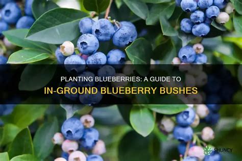 planting blueberries in the ground