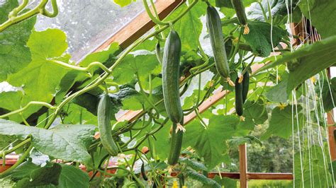 planting cucumbers in garden