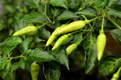 planting green chilli plant #trending #viral #ytshorts …