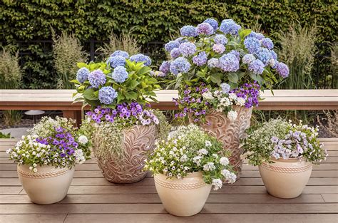 planting hydrangeas in planters