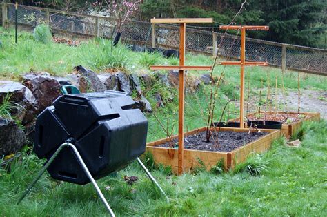 planting raspberries in raised beds