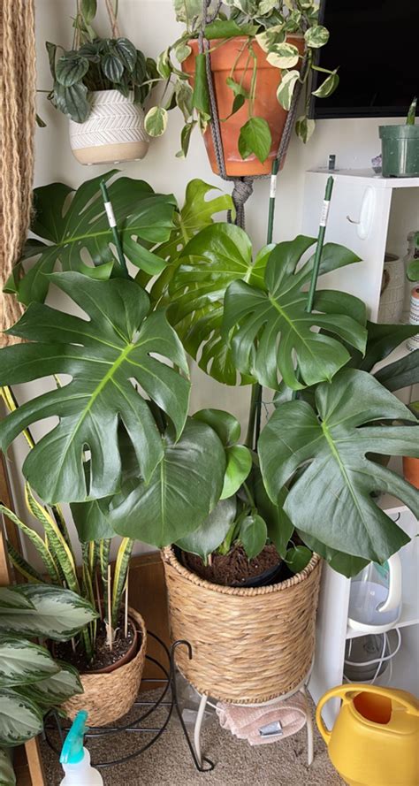 plantmomi OnlyFans leaked content