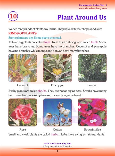 Plants Around Us Class 1