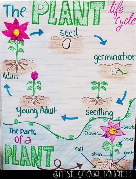 Plants For The 2nd Grade Busyteacher Plant Needs Worksheet Second Grade - Plant Needs Worksheet Second Grade