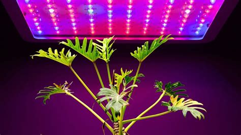 plants that survive in artificial light