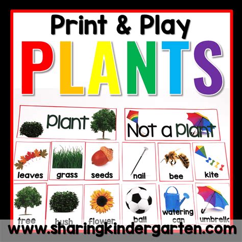 Plants Unit For Kindergarten Sharing Kindergarten Parts Of A Plant For Kindergarten - Parts Of A Plant For Kindergarten