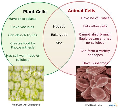 Plants Vs Animal Cells Venn Diagram Free Worksheets Animal Vs Plant Cell Worksheet - Animal Vs Plant Cell Worksheet