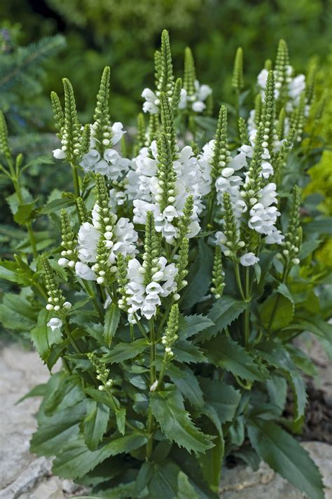 Plants With White Flowers Perennials Annuals Bulbs And Plant With White Flowers And Green Leaves - Plant With White Flowers And Green Leaves
