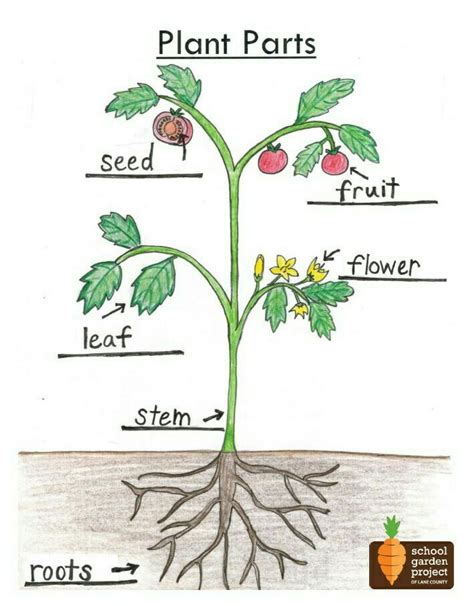 Plants Worksheets Roots Stems And Leaves Worksheet Answers - Roots Stems And Leaves Worksheet Answers