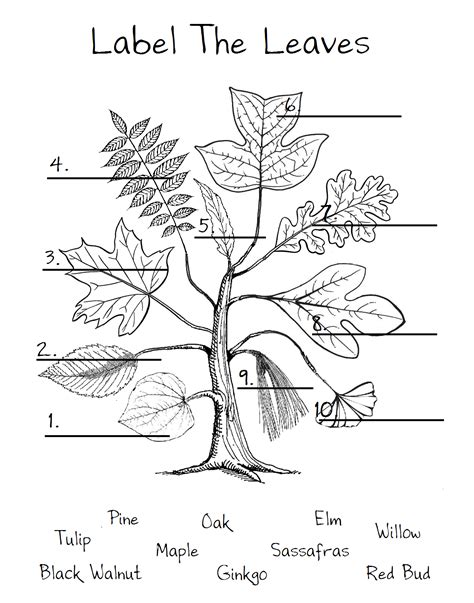 Plants Worksheets Types Of Leaves Worksheet - Types Of Leaves Worksheet