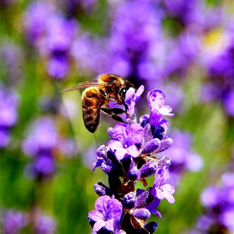Read Online Plants Beekeeping 