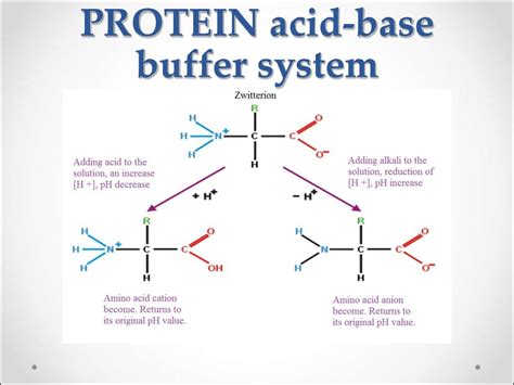 Plasma Protein Buffer System