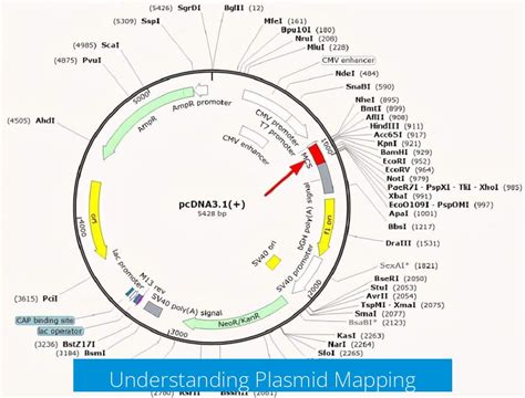 Plasmid Mapping 201 Exercise Answer Key