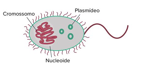 plasmideo
