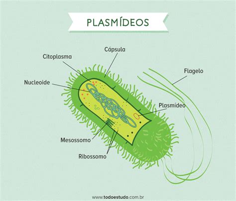 plasmideos - dhl queretaro