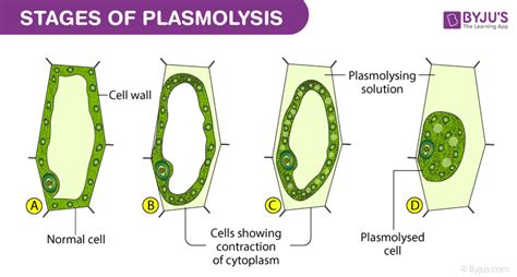 Plasmolysis Class 9