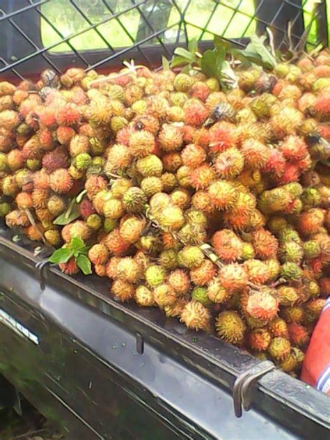 plat aceh | PDF S DNG THC N B SUNG