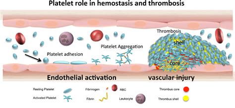 Read Platelet Structure And Function Role Of Prostaglandins 