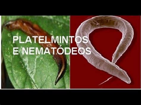 Platelmintos E Nematelmintos