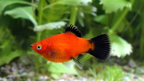 platy- - Wiktionary