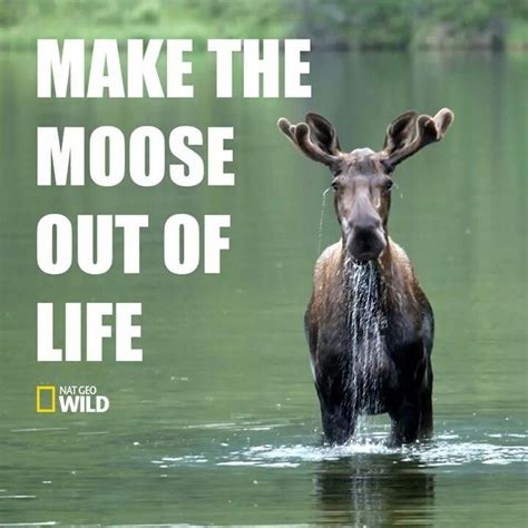 please_moose