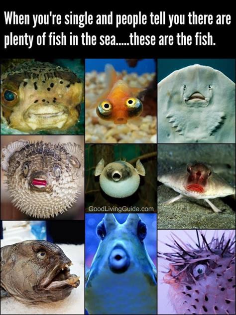 plenty of fish in the sea meme gif