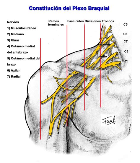 Plexo Braquial Anatomia
