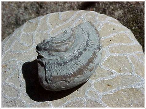 plocka fossil gotland