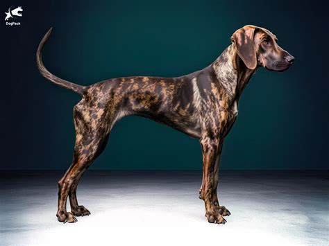 Plot Of Hound Of The Baskervilles
