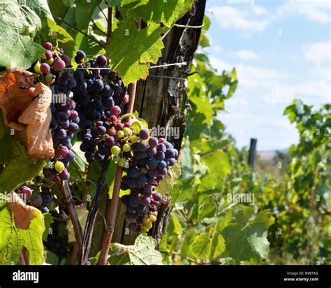 Plot Of The Grapes Of Wrath
