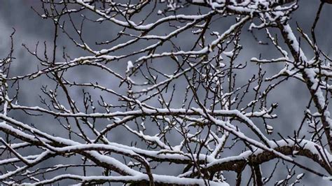 plum tree in winter