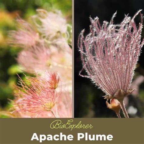 plume s a c chappe