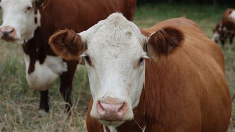 Plural Of Beef