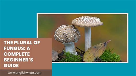 Plural Of Fungus